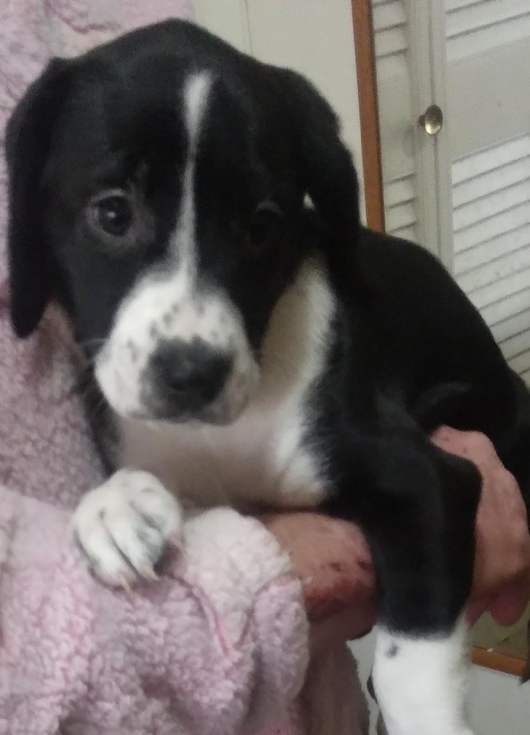 Puppy Palooza, adopted, Puppy Male Beagle & Pointer.