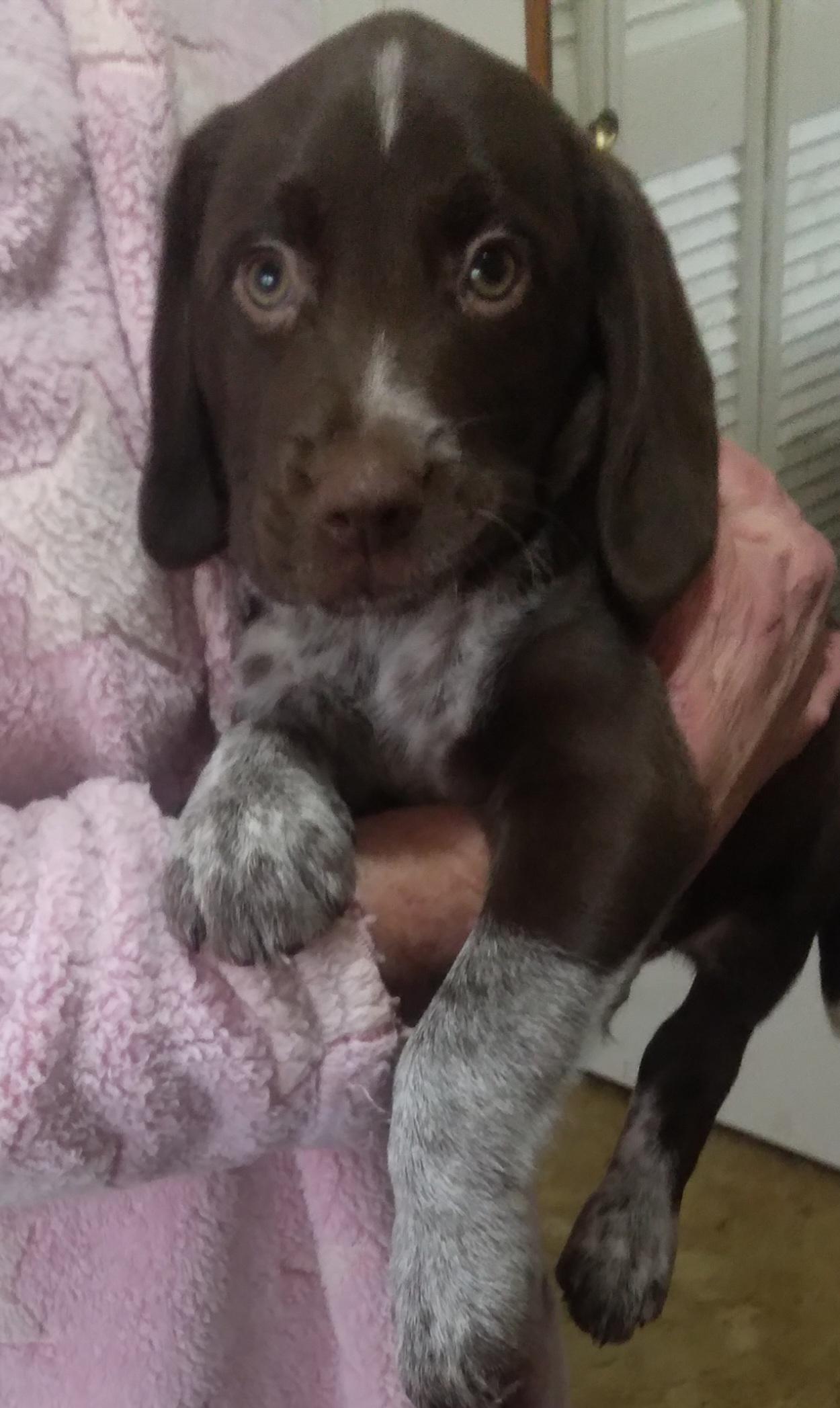 Enlarge Puppy Palooza, an adopted mixed breed in Grandy, NC image 2/5