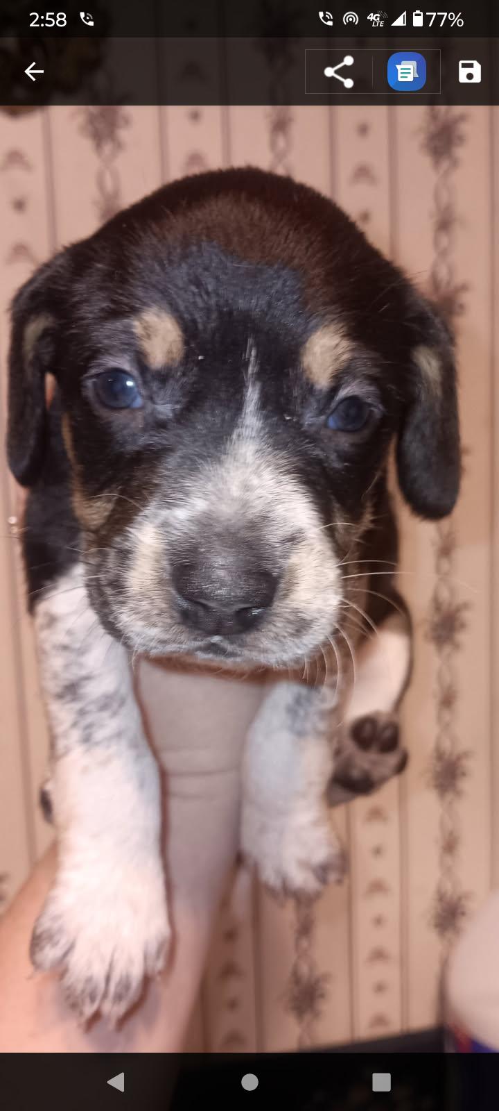 Puppy Palooza thumbnail 4