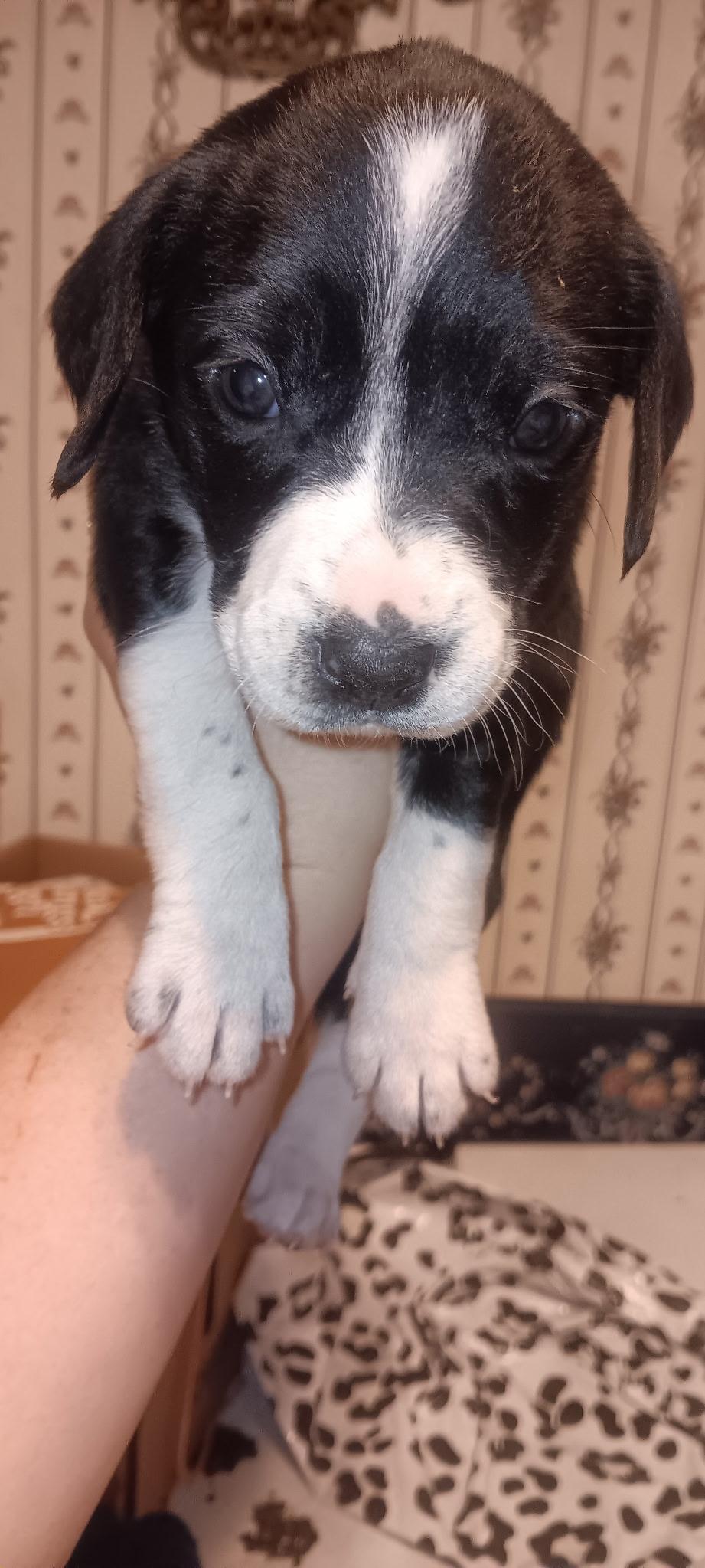 Puppy Palooza thumbnail 5