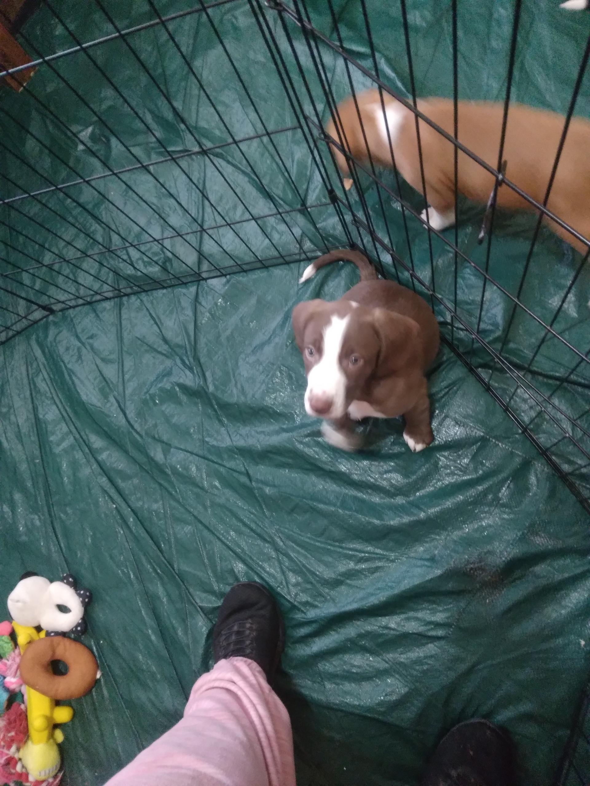 Enlarge Puppy Palooza, an adopted mixed breed in Grandy, NC image 4/5