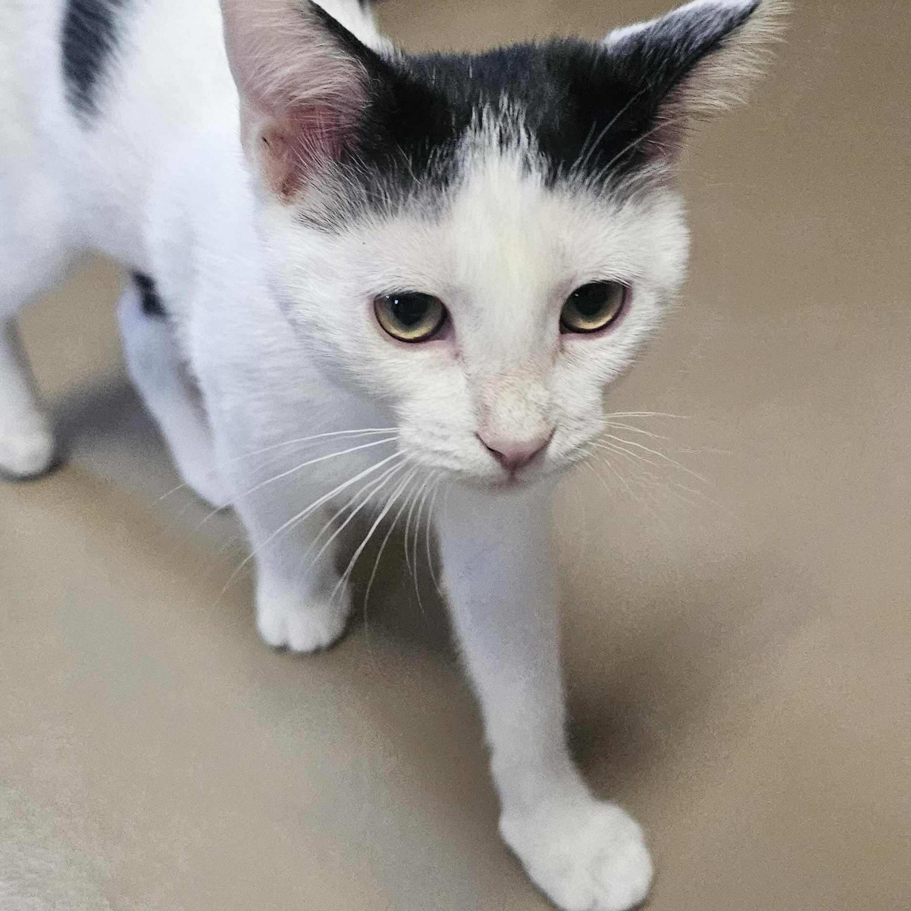 Enlarge DOT, a ADOPTABLE American Shorthair in Pinedale, WY image 2/5