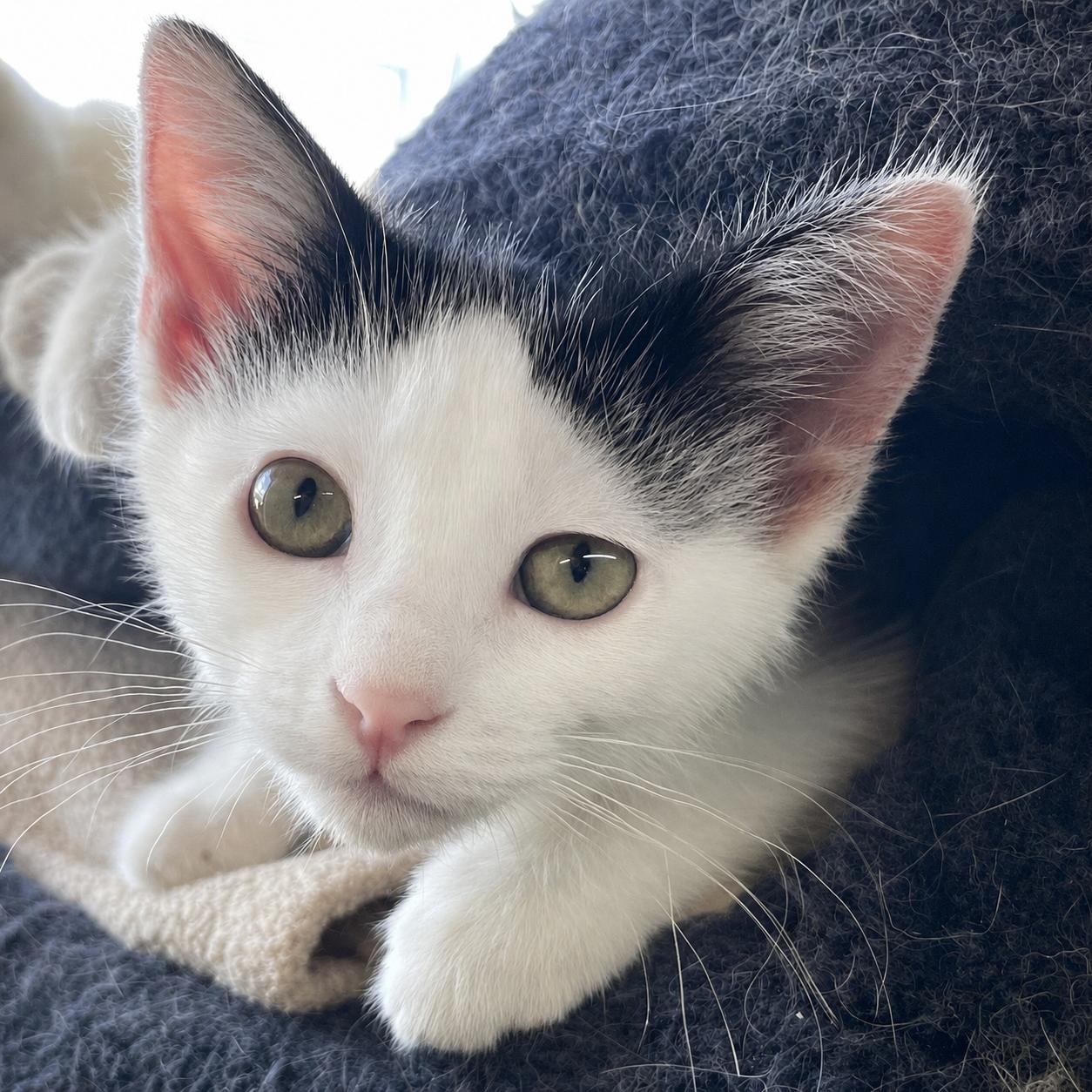DOT, ADOPTABLE, Kitten Female American Shorthair.