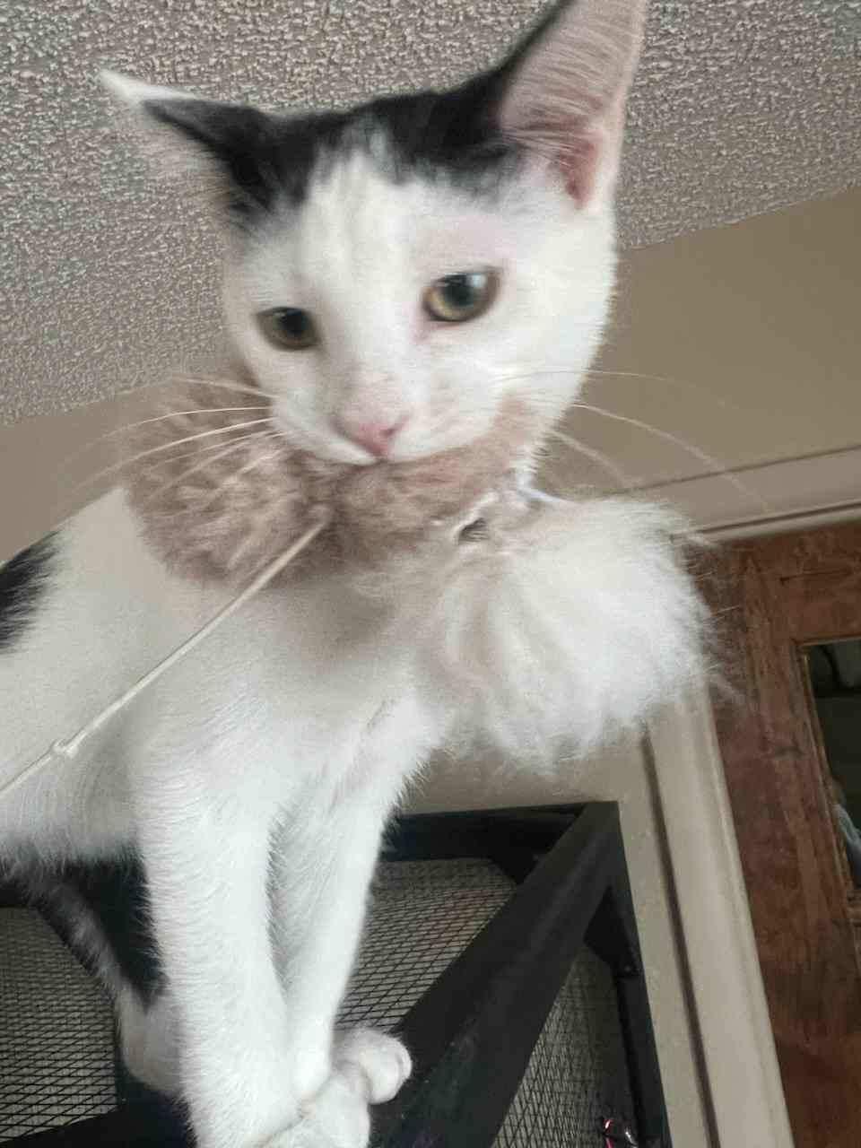 Enlarge DOT, a ADOPTABLE American Shorthair in Pinedale, WY image 4/5