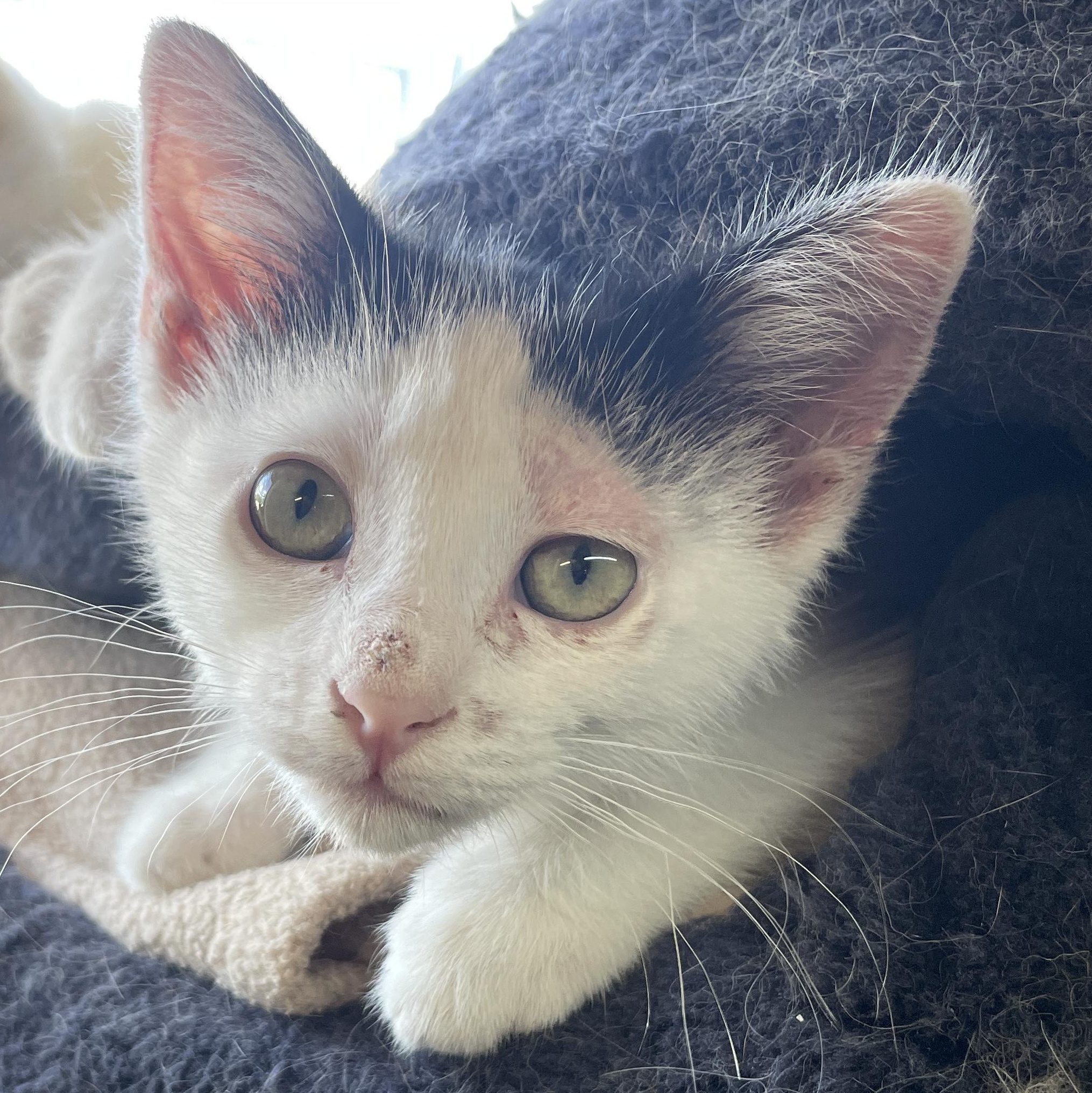 DOT, ADOPTABLE, Kitten Female American Shorthair.