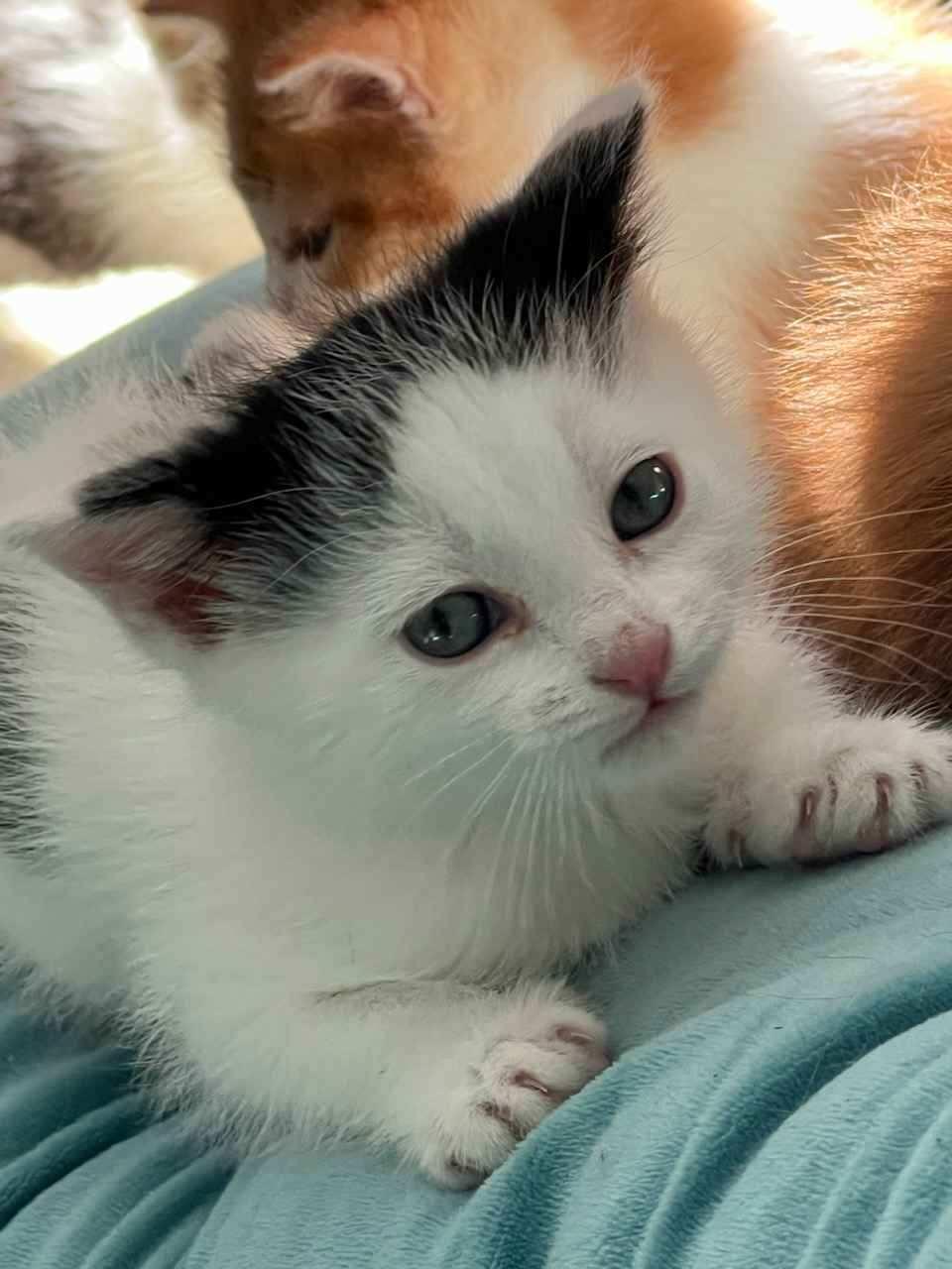 DOT, a ADOPTABLE American Shorthair in Pinedale, WY image 2/3