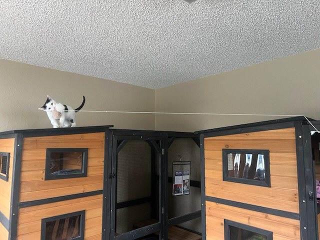 Enlarge DOT, a ADOPTABLE American Shorthair in Pinedale, WY image 3/5