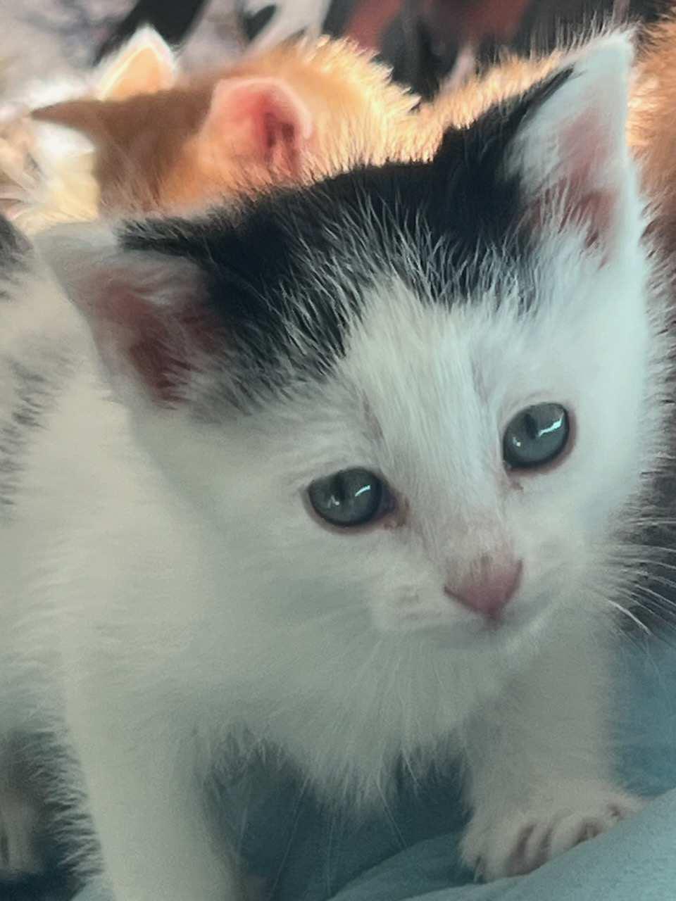 DOT, ADOPTABLE, Kitten Female American Shorthair.