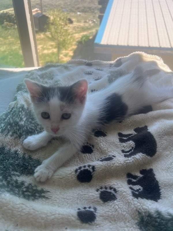DOT, a ADOPTABLE American Shorthair in Pinedale, WY image 3/3