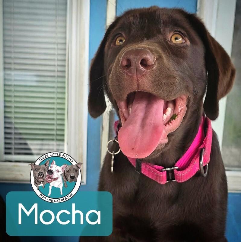 Mocha Coffee — thumbnail 3