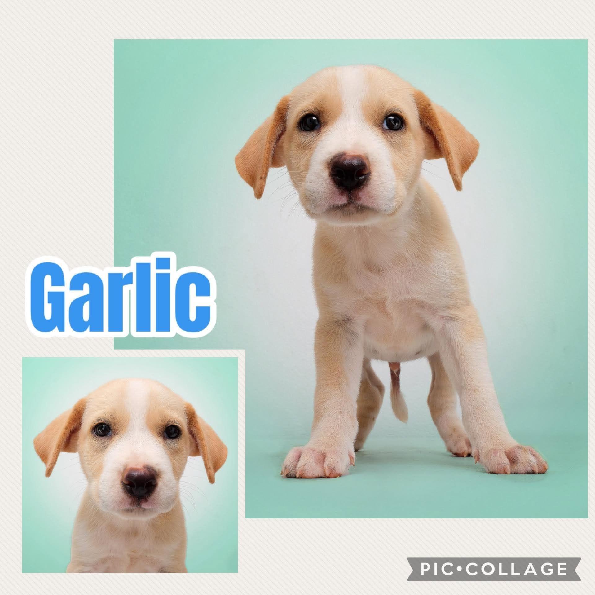 Enlarge Garlic, a Adopted mixed breed in Ringwood, NJ image 1/1