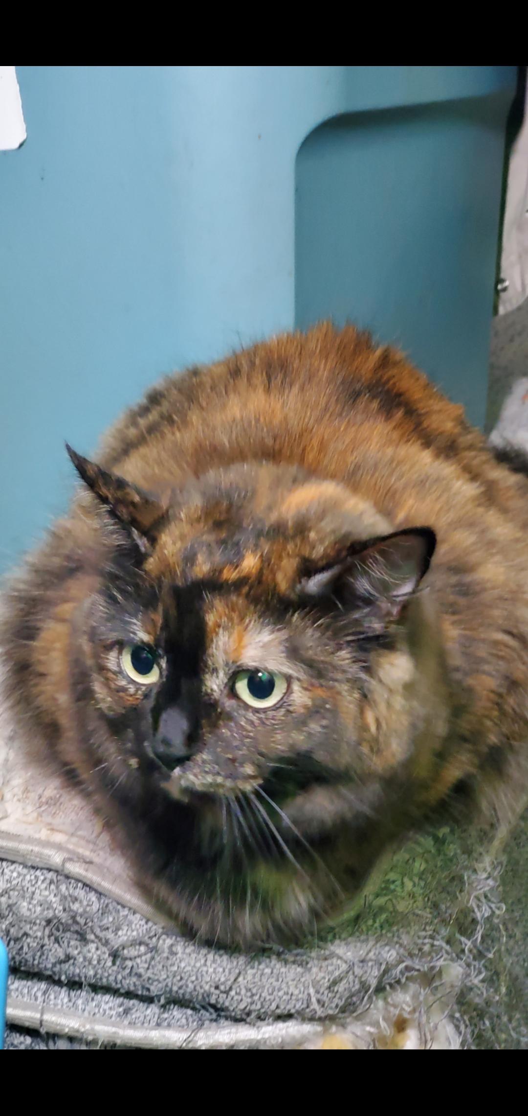 Jupiter, a Adoptable Tortoiseshell in White Settlement, TX image 1/4