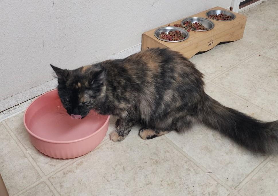 Jupiter, a Adoptable Tortoiseshell in White Settlement, TX image 2/4