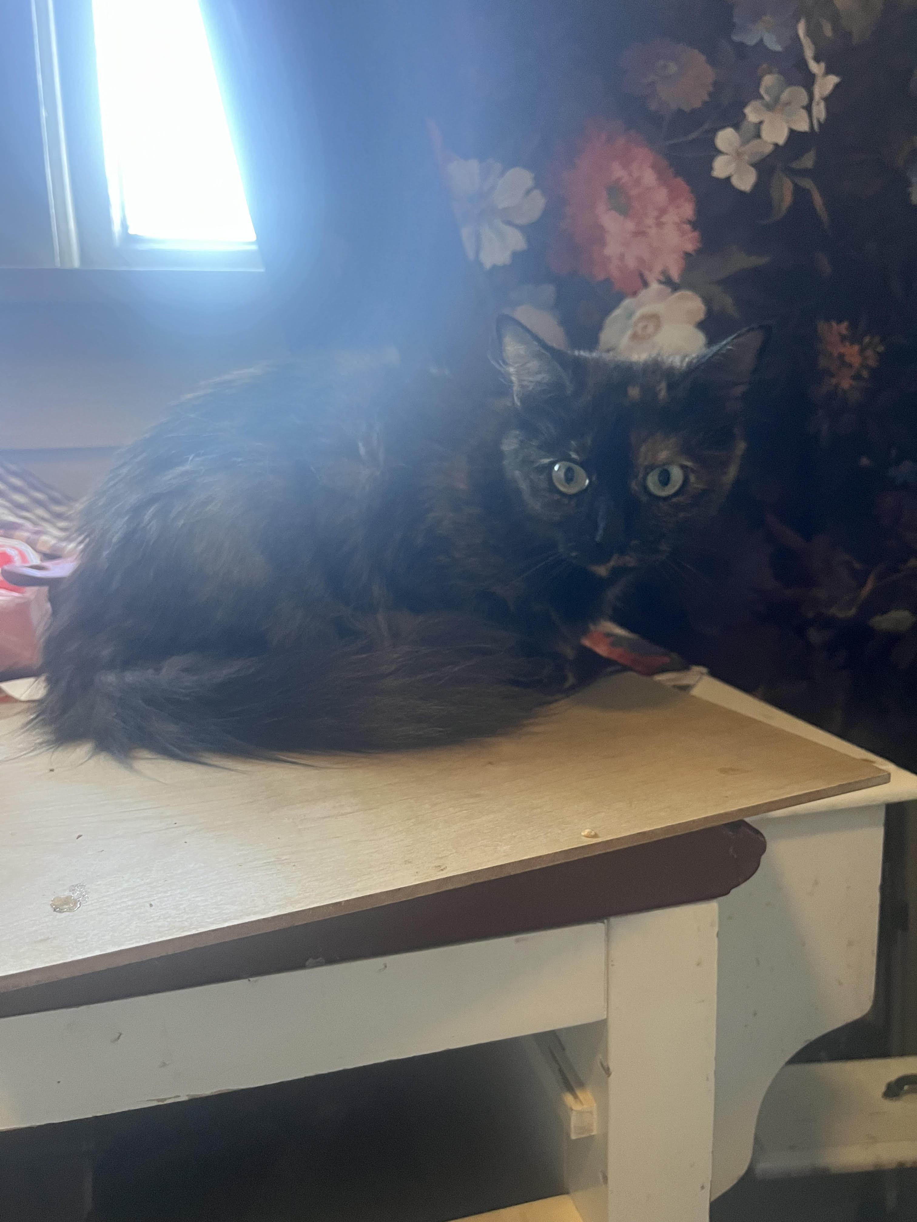 Jupiter, a Adoptable Tortoiseshell in White Settlement, TX image 3/4