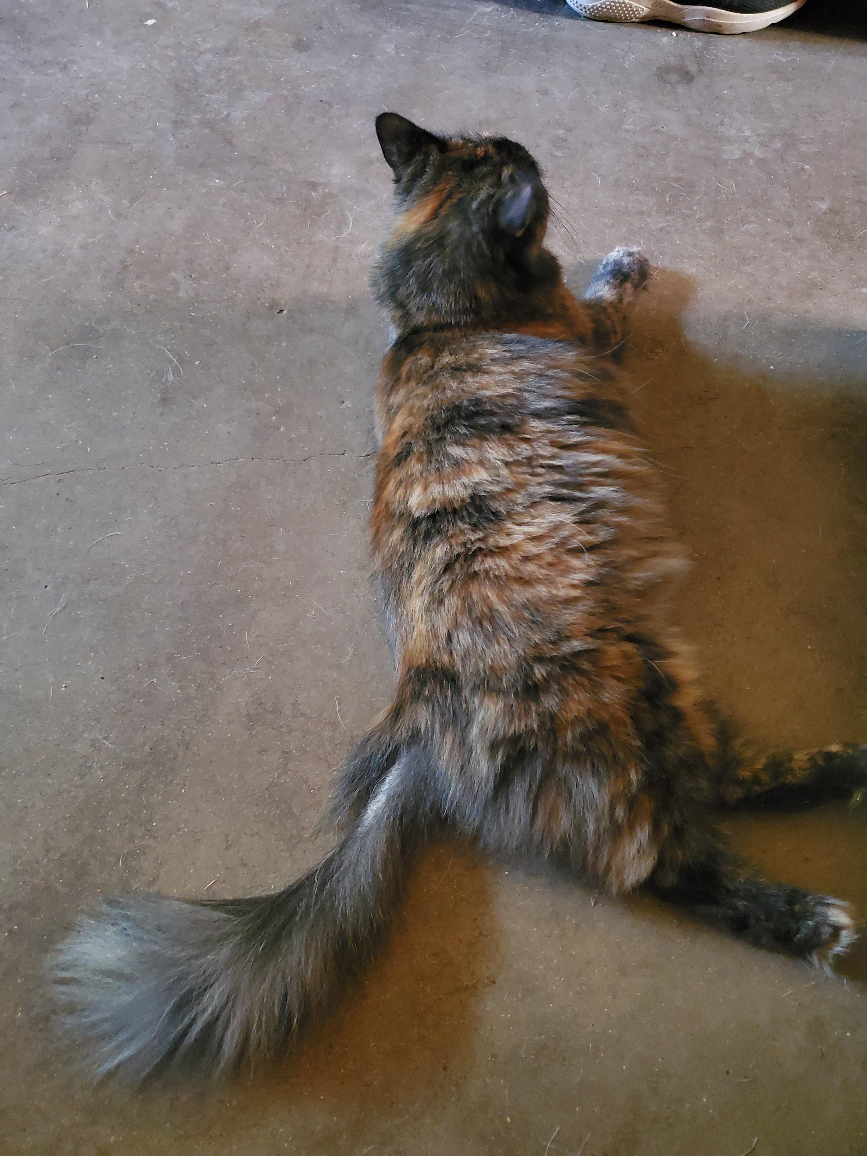 Jupiter, a Adoptable Tortoiseshell in White Settlement, TX image 4/4