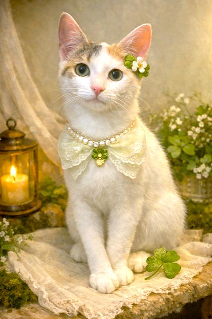 Enlarge TERRIFIC TAFFY - TURKISH VAN GIRL!, an adopted mixed breed in Danbury, CT image 4/4