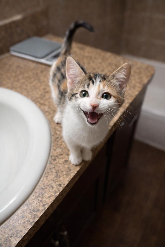 Xibalba — thumbnail 1