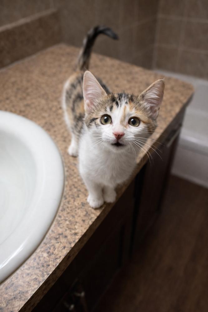 Xibalba — thumbnail 2