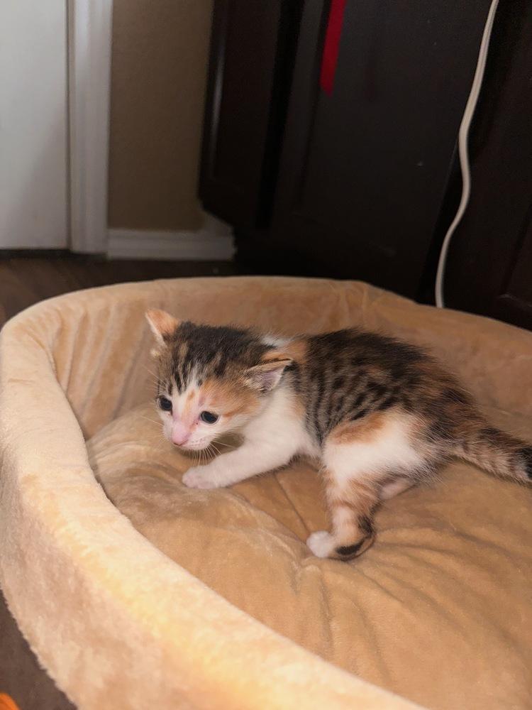 Xibalba — thumbnail 3