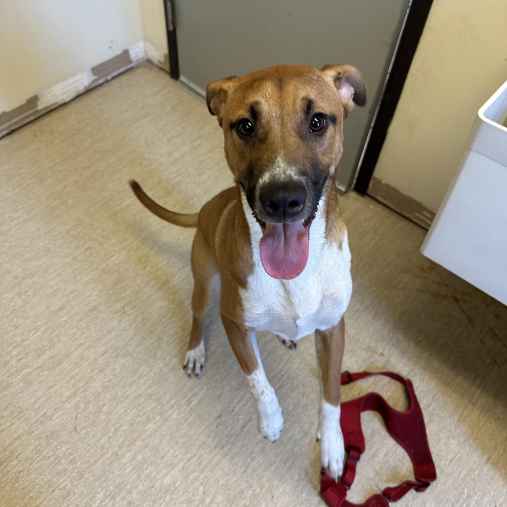 Jupiter, Adoptable, Young Male Mixed Breed.