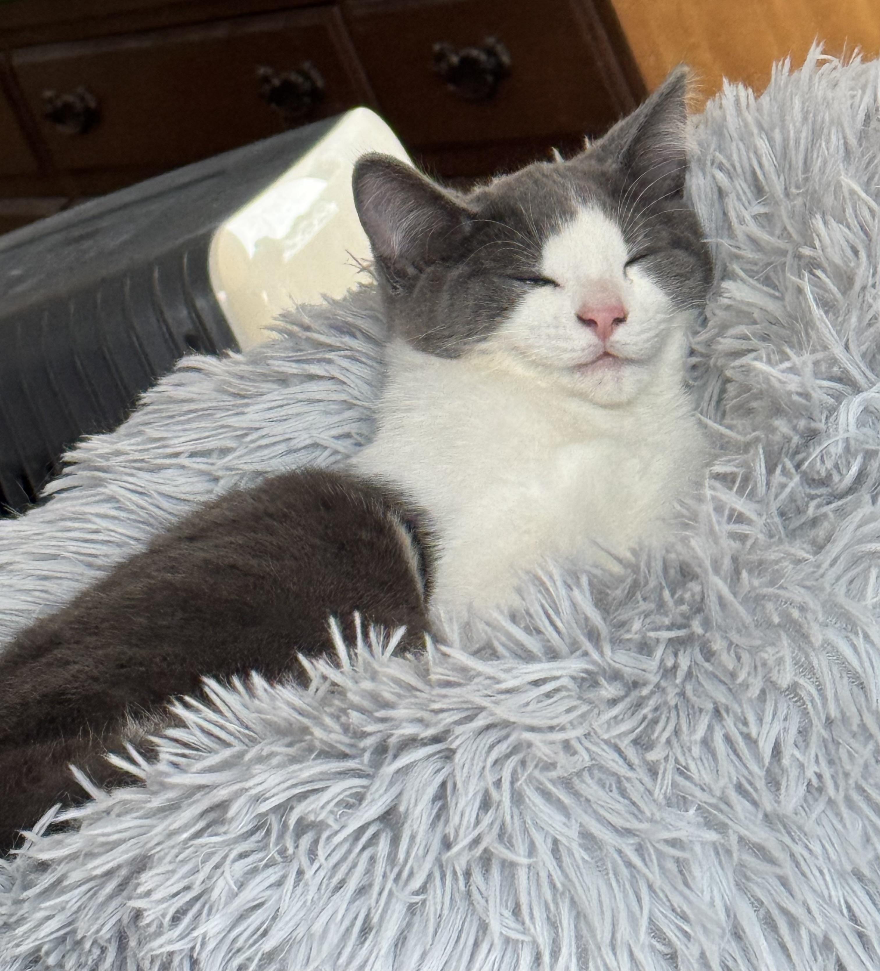 Enlarge Zeke, a ADOPTABLE Domestic Short Hair in Ludington, MI image 3/3