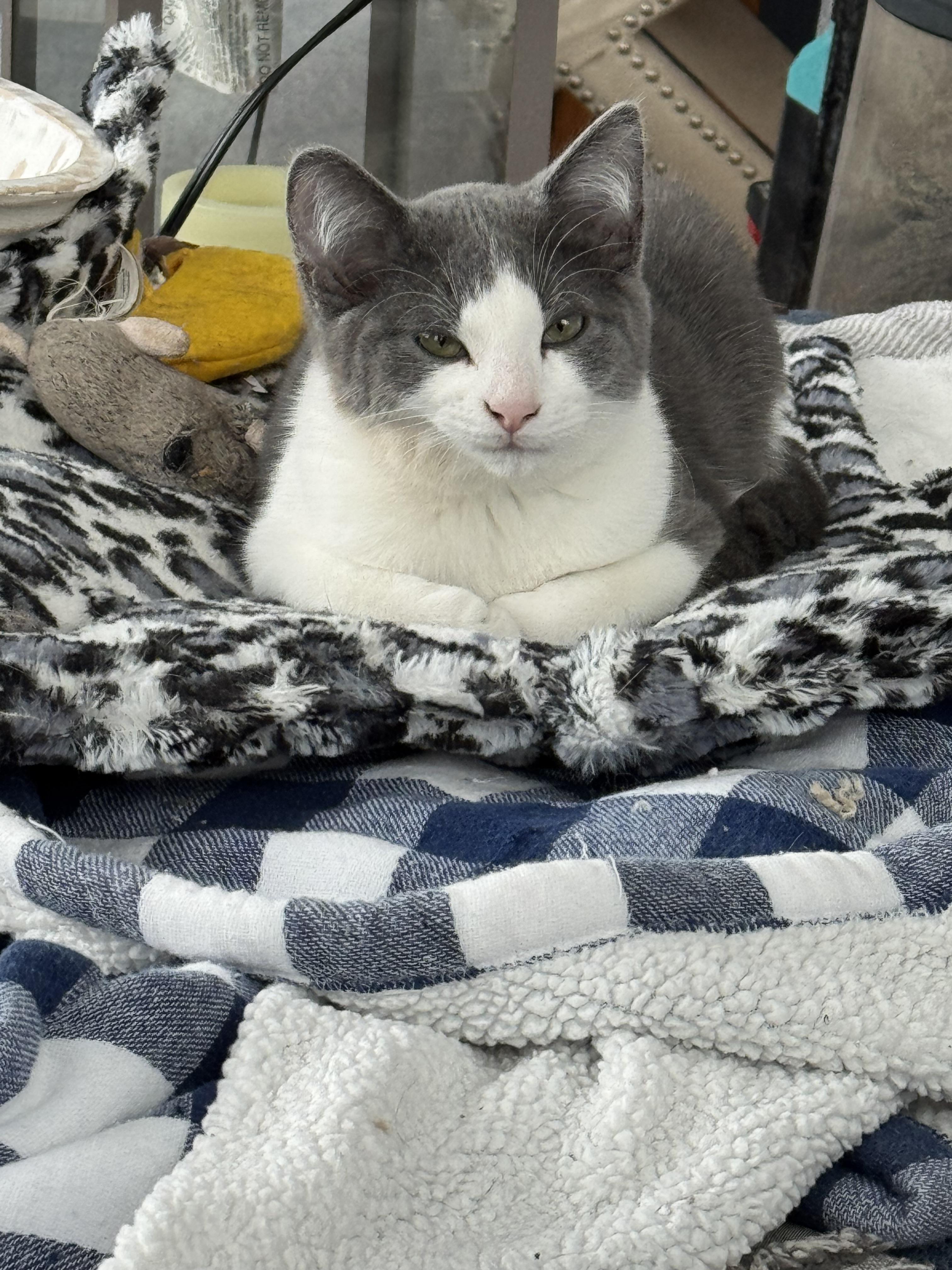 Zeke, ADOPTABLE, Kitten Male Domestic Short Hair.