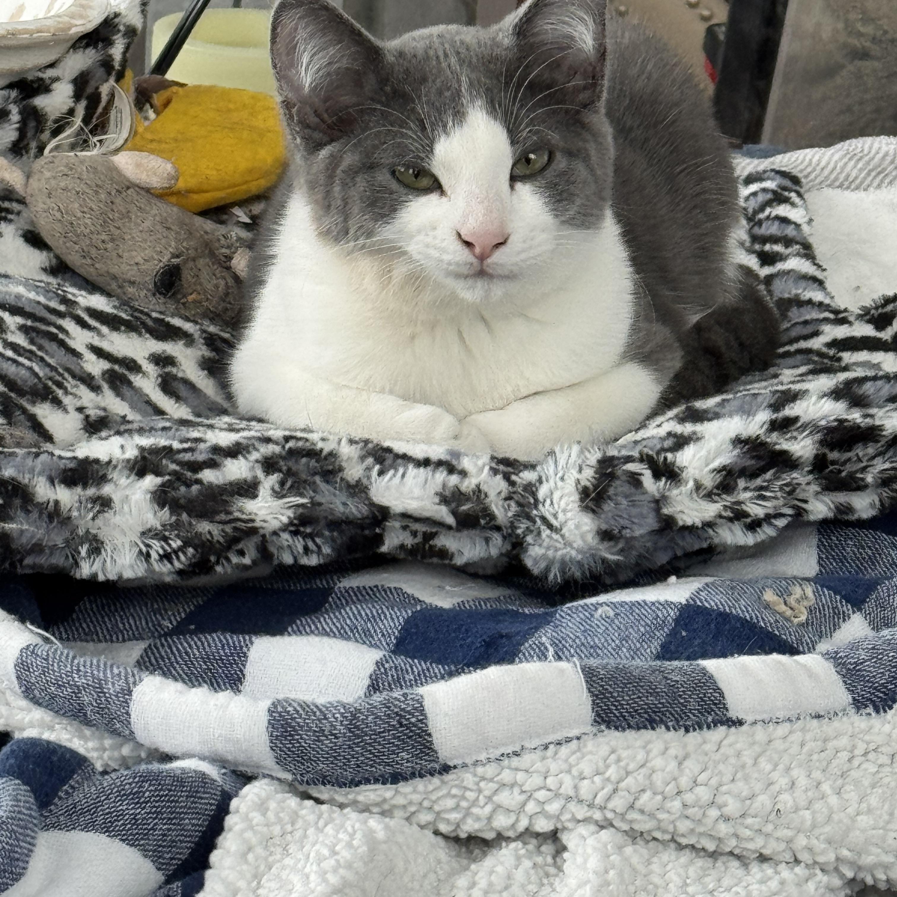 Enlarge Zeke, a ADOPTABLE Domestic Short Hair in Ludington, MI image 1/3