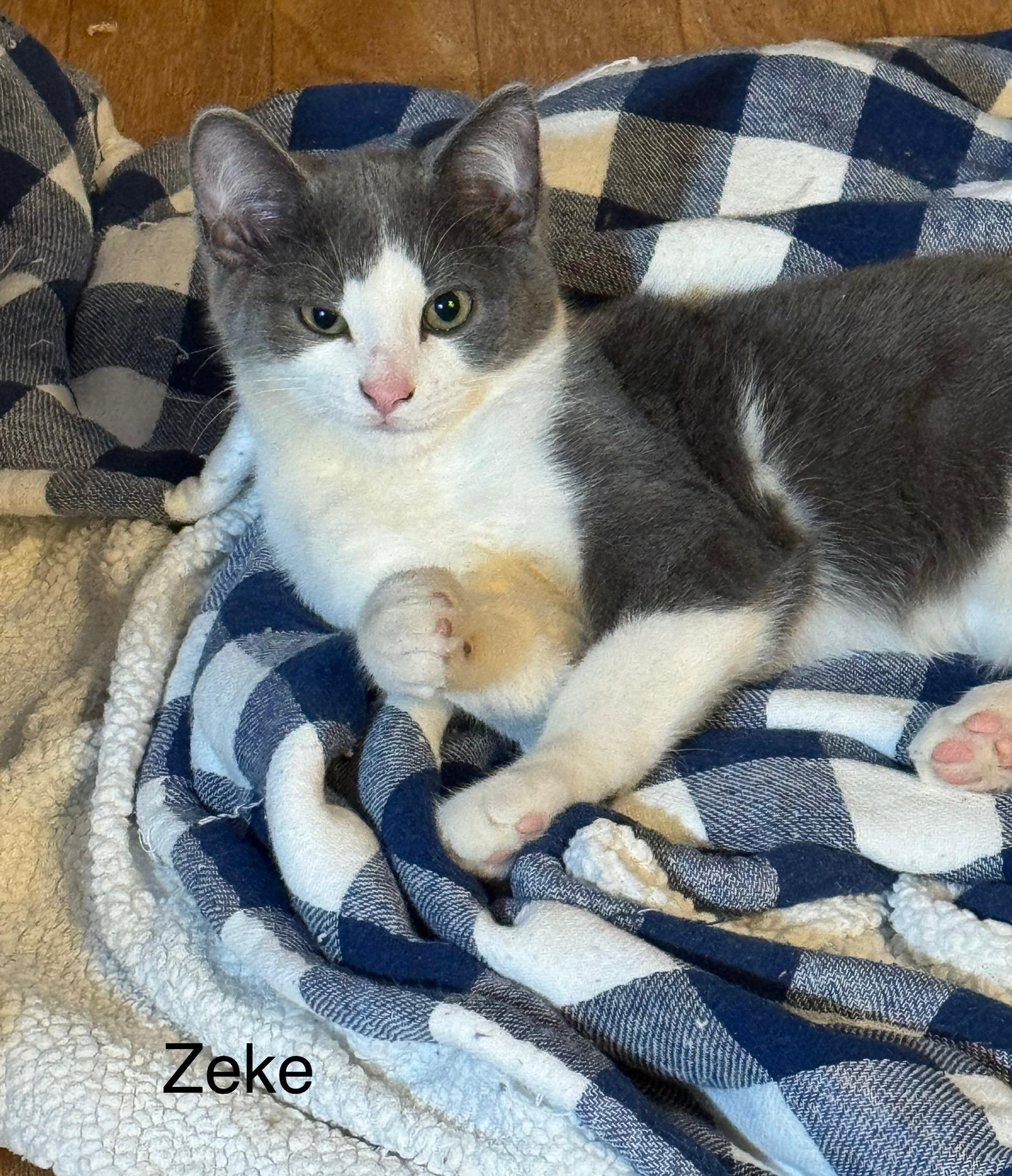 Enlarge Zeke, a ADOPTABLE Domestic Short Hair in Ludington, MI image 2/3