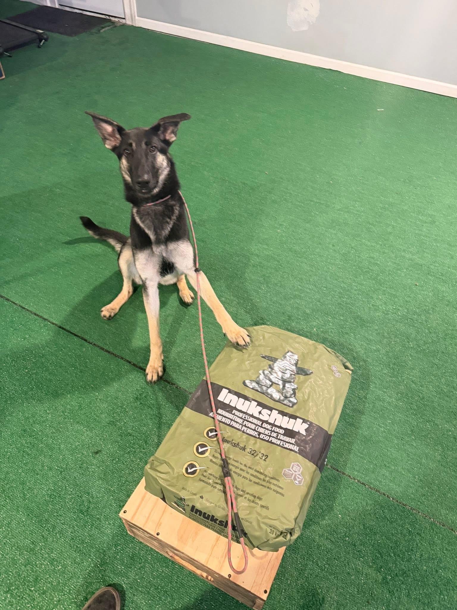 Enlarge Gladys, an adoptable German Shepherd Dog in Painesville, OH image 4/6