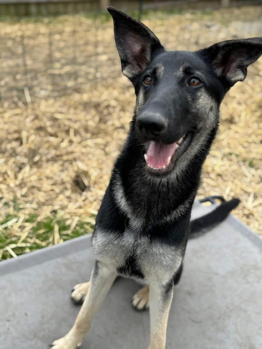 Enlarge Gladys, an adoptable German Shepherd Dog in Painesville, OH image 6/6