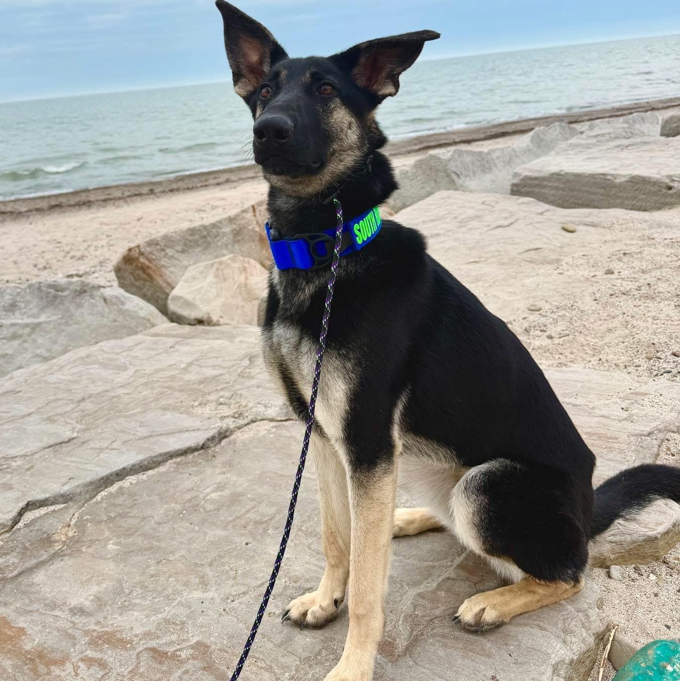 Enlarge Gladys, an adoptable German Shepherd Dog in Painesville, OH image 1/6