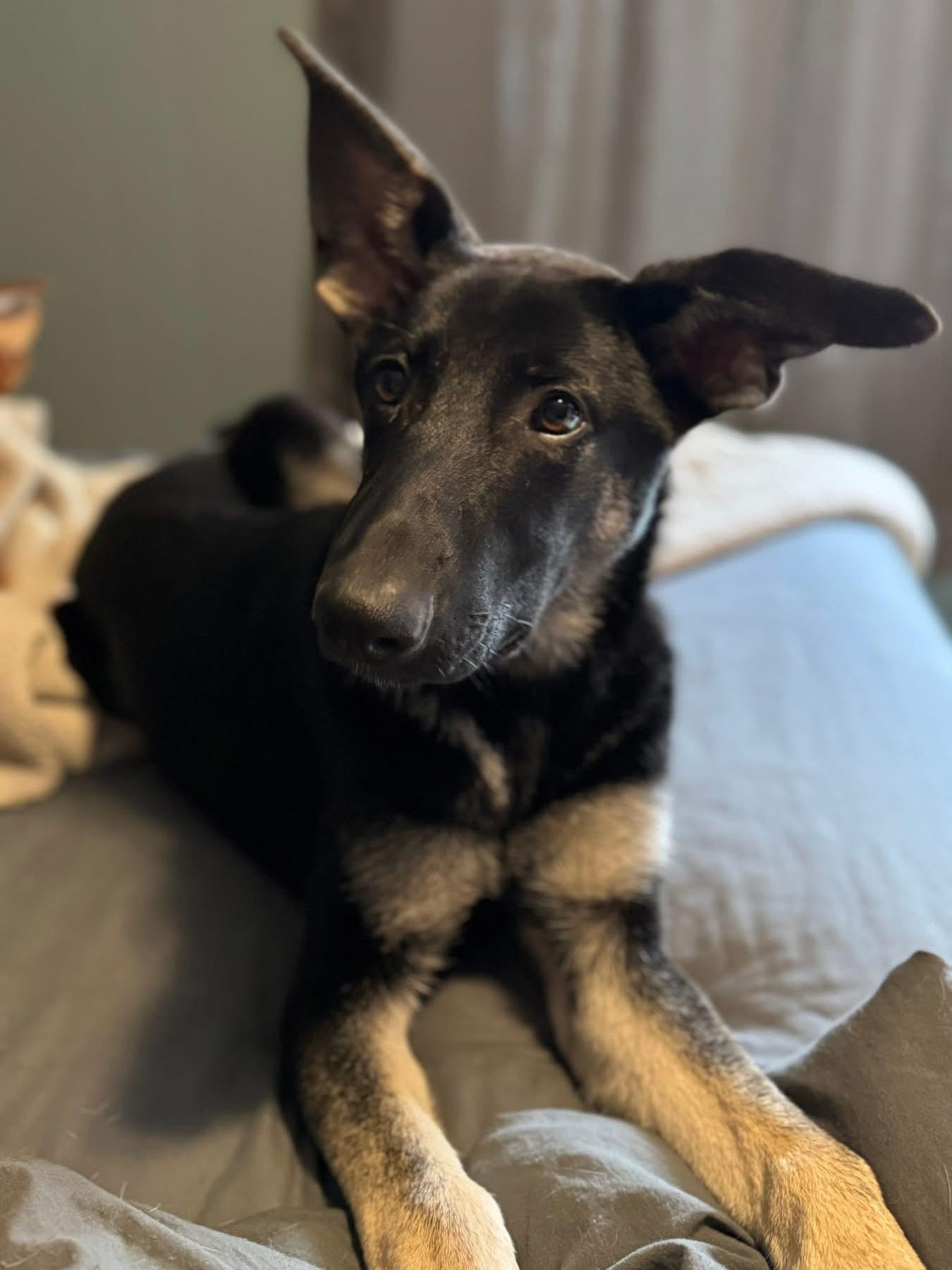 Enlarge Gladys, an adoptable German Shepherd Dog in Painesville, OH image 3/6