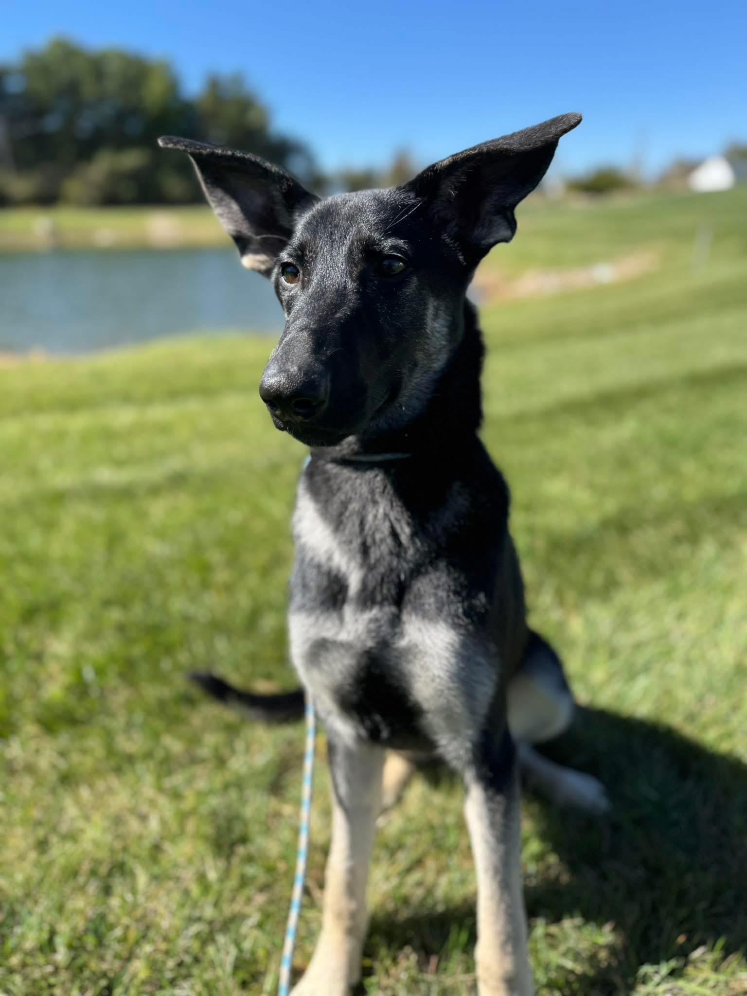 Enlarge Gladys, an adoptable German Shepherd Dog in Painesville, OH image 2/6