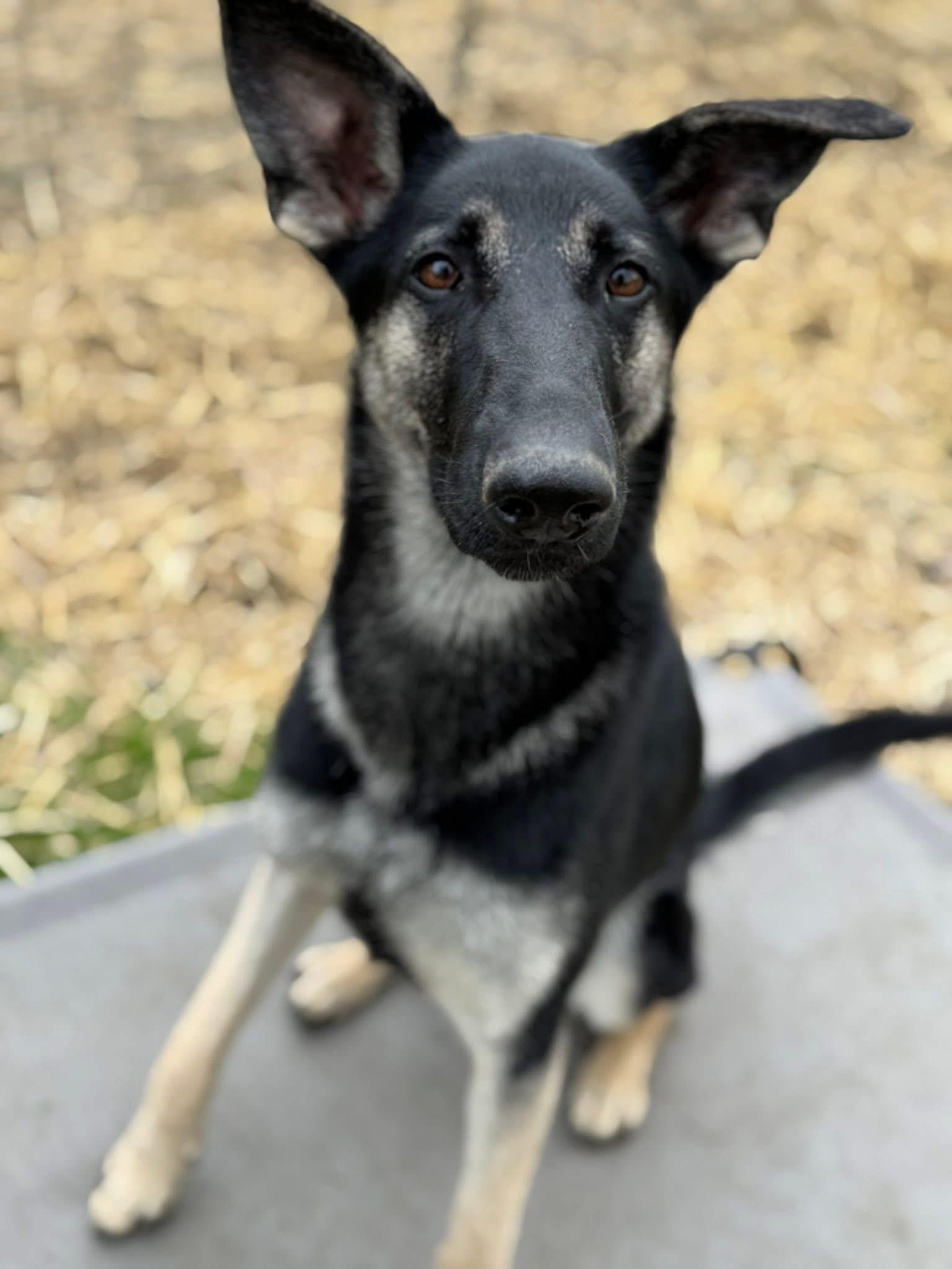 Enlarge Gladys, an adoptable German Shepherd Dog in Painesville, OH image 5/6