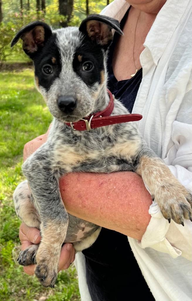 Daisy Pearl, Adoptable, Puppy Female Australian Cattle Dog / Blue Heeler & Mixed Breed.
