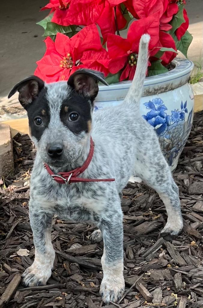 Daisy Pearl, a Adoptable mixed breed in Little Rock, AR image 2/2