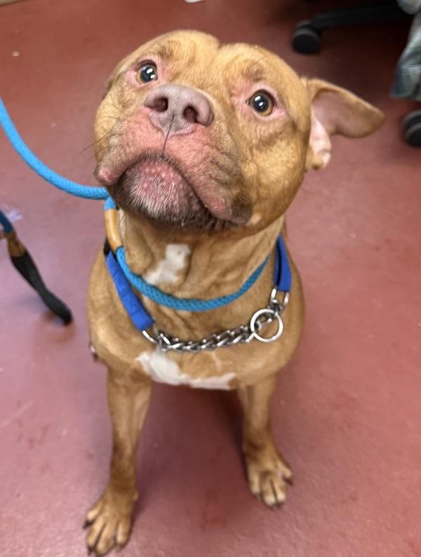 Enlarge Draco, a Adoptable mixed breed in Salisbury, MD image 1/2