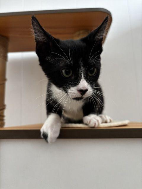 Ozzy, a Adoptable Tuxedo in Lafayette, LA image 4/6