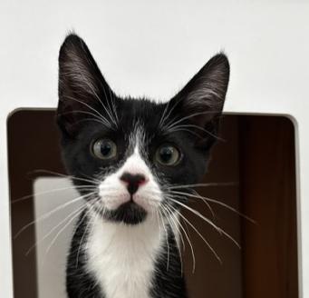 Ozzy, Adoptable, Kitten Male Tuxedo.