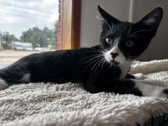 Ozzy, a Adoptable Tuxedo in Lafayette, LA image 2/6