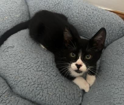 Ozzy, a Adoptable Tuxedo in Lafayette, LA image 3/6