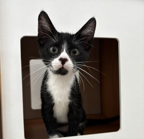 Ozzy, a Adoptable Tuxedo in Lafayette, LA image 5/6