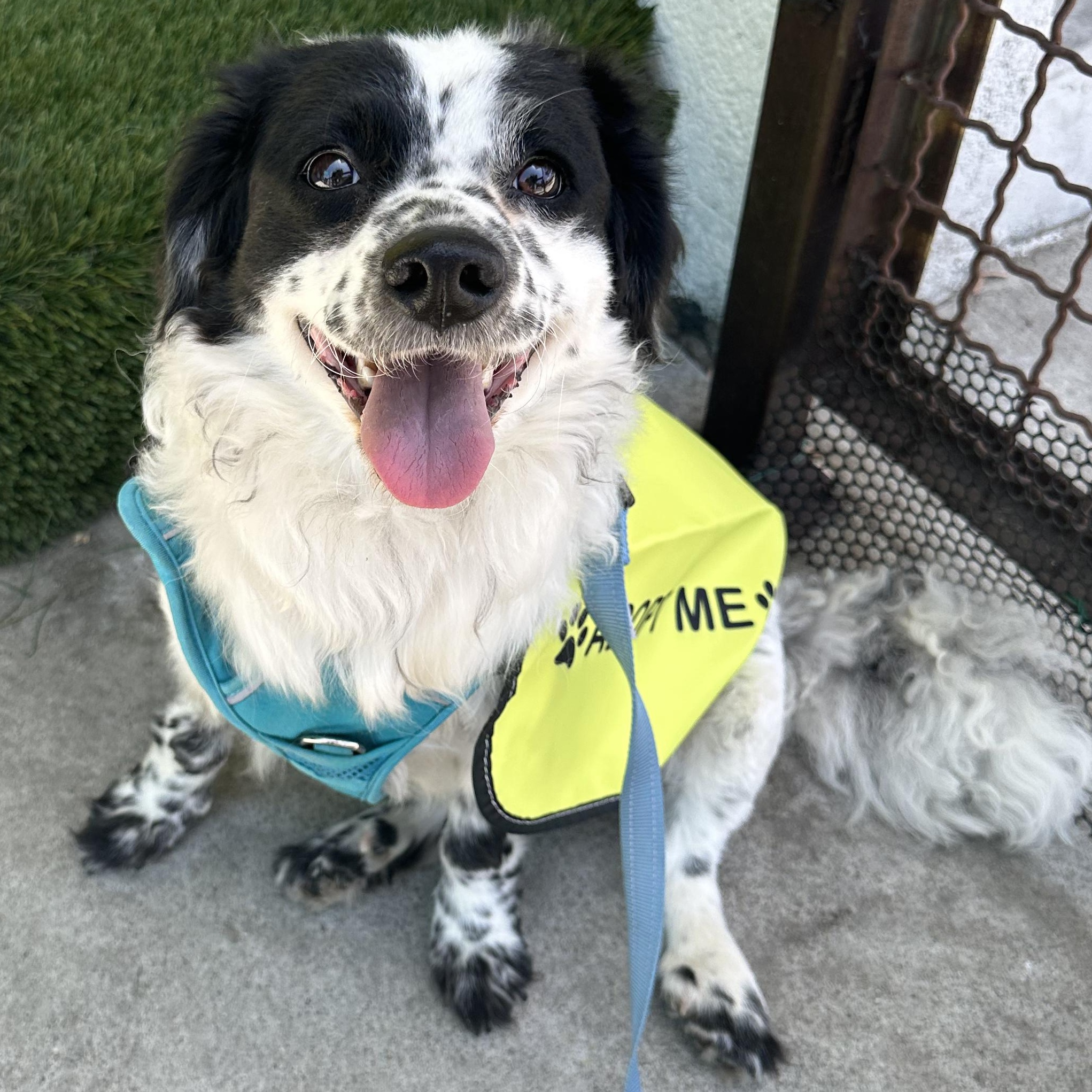 Enlarge Princess, a ADOPTABLE mixed breed in San Diego, CA image 2/6
