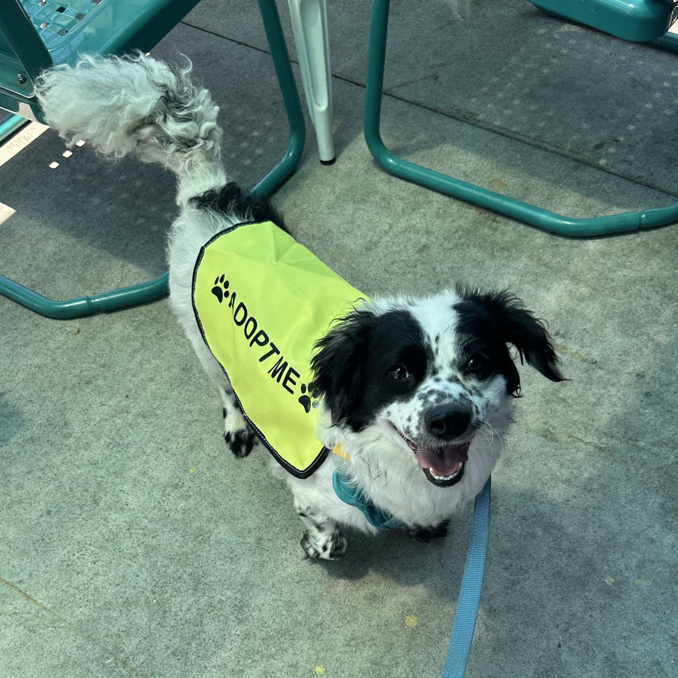 Enlarge Princess, a ADOPTABLE mixed breed in San Diego, CA image 6/6