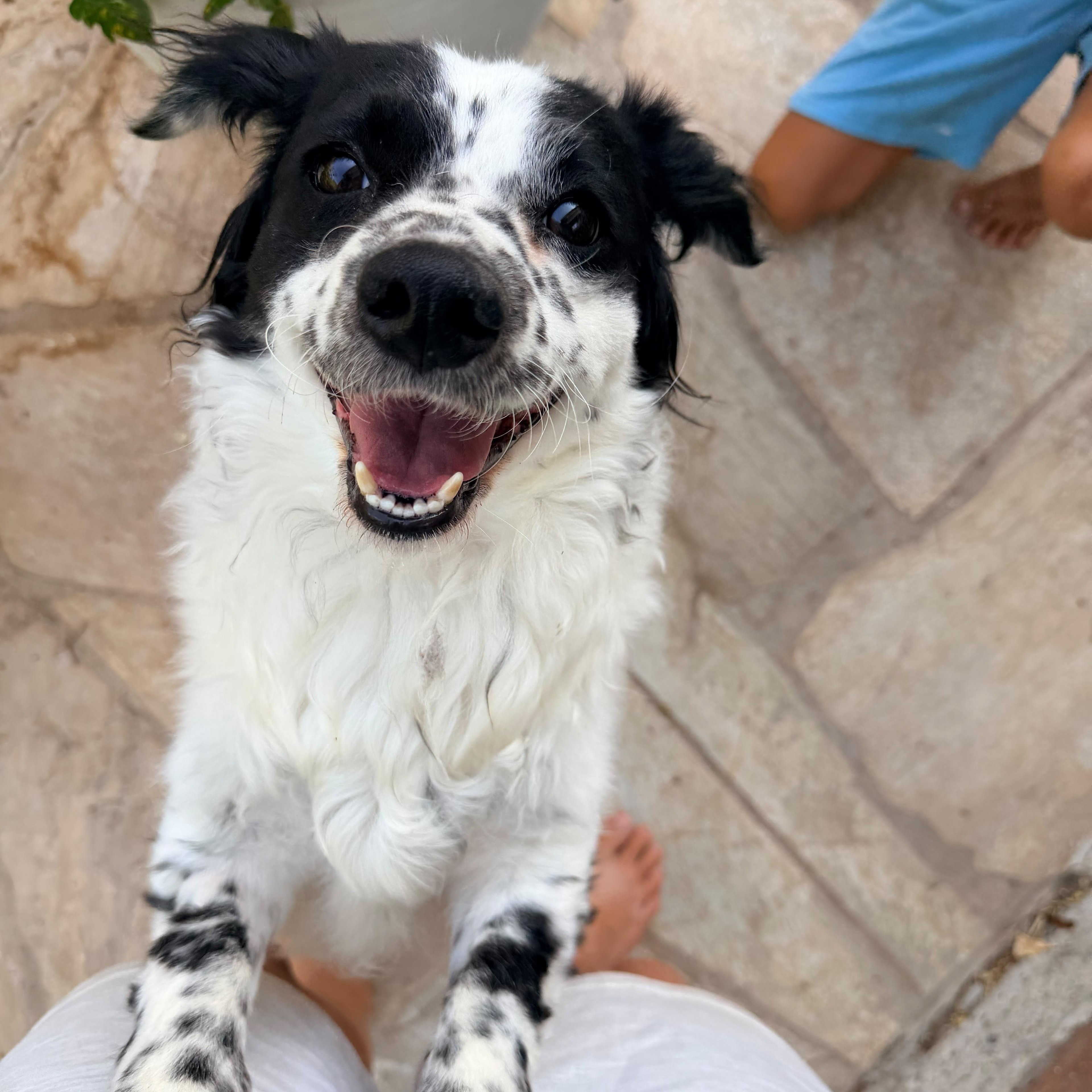 Princess, ADOPTABLE, Adult Female Spaniel.