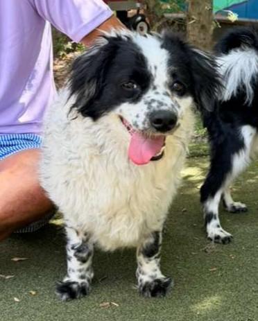 Enlarge Princess, a ADOPTABLE mixed breed in San Diego, CA image 4/6