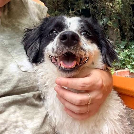 Enlarge Princess, a ADOPTABLE mixed breed in San Diego, CA image 3/6