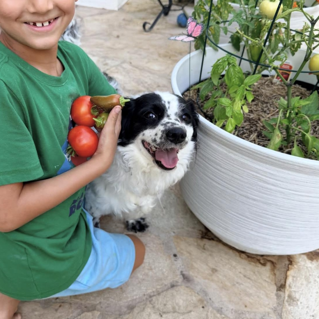 Enlarge Princess, a ADOPTABLE mixed breed in San Diego, CA image 5/6