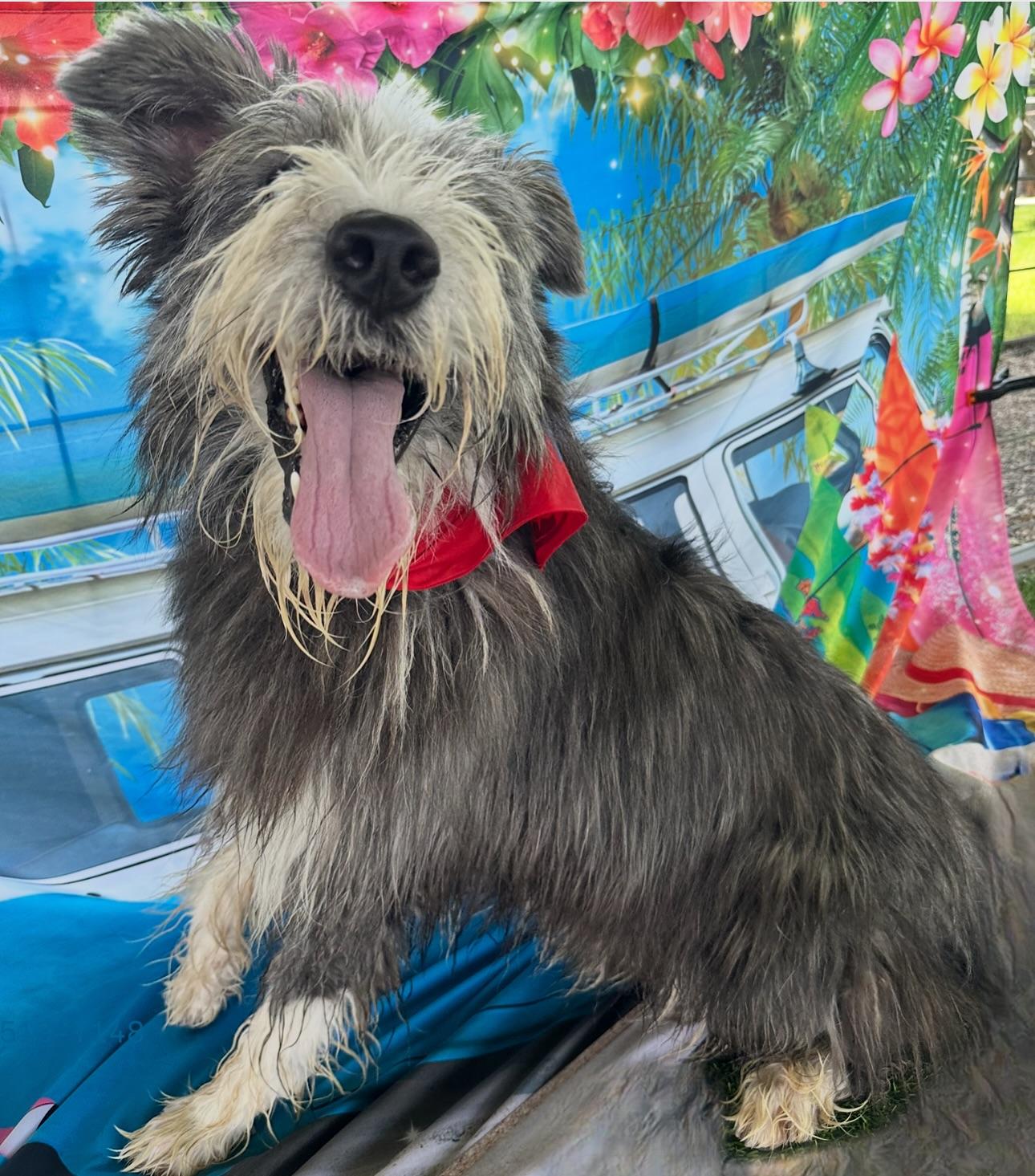 Donny, an adoptable Bearded Collie in El Paso, TX, 79821 | Photo Image 3