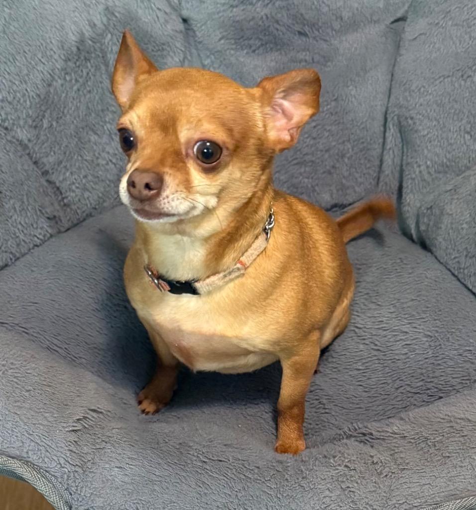 Willy, Adoptable, Adult Male Mixed Breed.